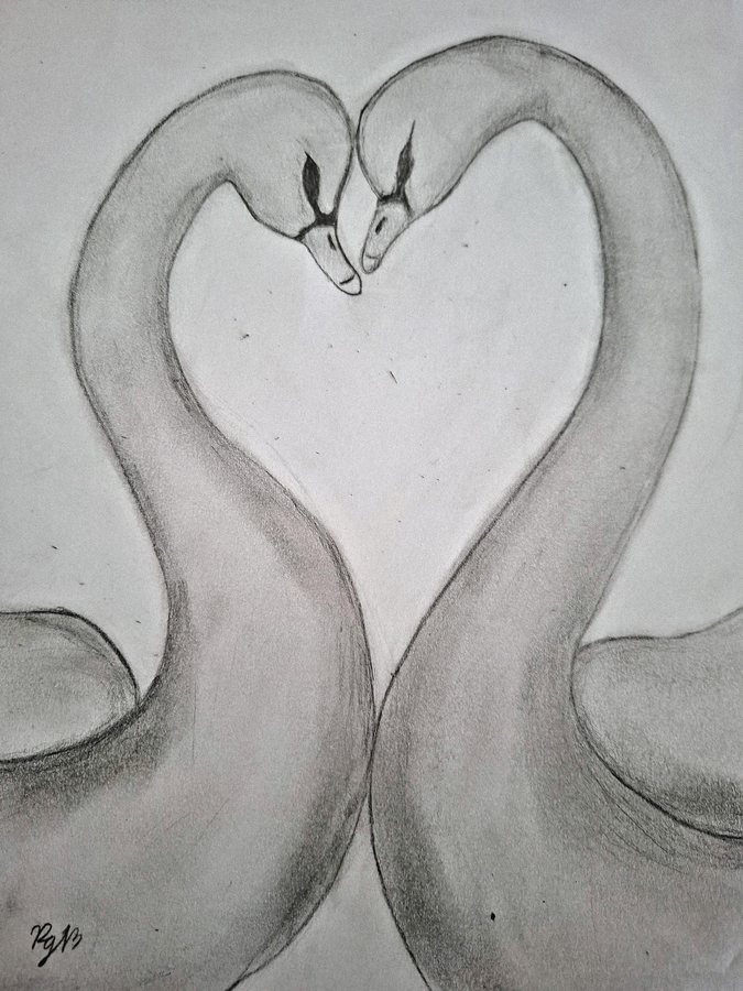 Pencil drawing of two swans forming a heart shape with their necks